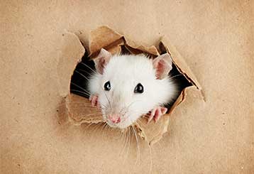 Rodent Proofing | Attic Cleaning San Bruno, CA