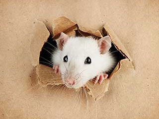 Rodent Proofing Service | Attic Cleaning San Bruno, CA Rodent Proofing Service | Attic Cleaning San Bruno, CA