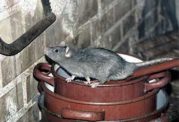 Rodent Proofing | Attic Cleaning San Bruno, CA