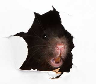 Pay Attention to Signs Of A Pest Infestation | Attic Cleaning San Bruno, CA Pay Attention to Signs Of A Pest Infestation | Attic Cleaning San Bruno, CA